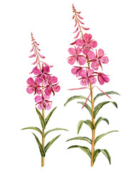 willowherb, fireweed,, field flowers, watercolor drawing wild plants at white background, floral elements, hand drawn botanical illustration