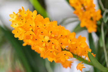 Rhynchostylis orchid flower bloom in spring decoration the beauty of nature, A rare wild orchid decorated in tropical garden