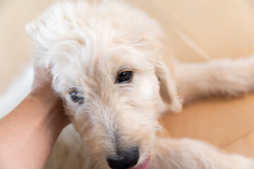 ラブラドゥードル　Labradoodle