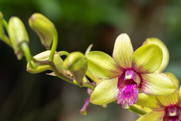 Dendrobium orchid flower bloom in spring decoration the beauty of nature, A rare wild orchid decorated in tropical garden