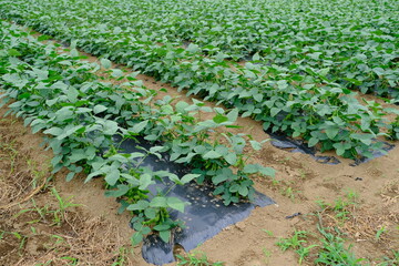 近郊農業の枝豆畑（東京・府中）