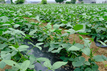 近郊農業の枝豆畑（東京・府中）