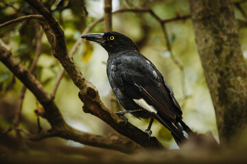 close up of Pied Currawong sitting on a branch