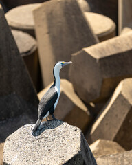 pied cormorant sitting on a seawall in the harbour
