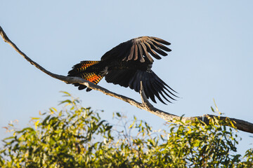 Red Tailed Black cockatoo in flight
