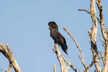 Red Tailed Black cockatoo in flight © Capturedbykeeleigh