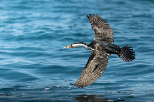 Pied Cormorant flying over the ocean