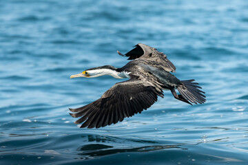 Fototapeta na wymiar Pied Cormorant flying over the ocean