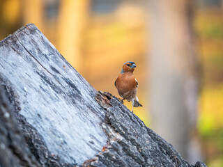 Common chaffinch, Fringilla coelebs, sits on a tree. Common chaffinch in wildlife.