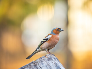 Common chaffinch, Fringilla coelebs, sits on a tree. Common chaffinch in wildlife.