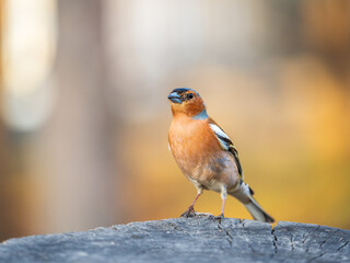 Common chaffinch, Fringilla coelebs, sits on a tree. Common chaffinch in wildlife.