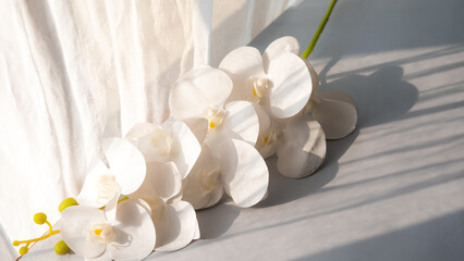 Naklejka na ściany i meble White orchid on the table behind the window curtain with sunlight shadow