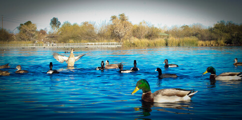 Ducks on the Riparian pond