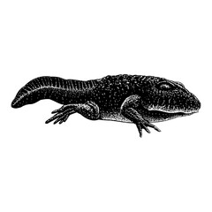 Ichthyostega hand drawing vector isolated on white background.