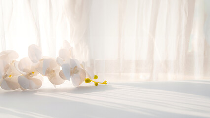 White orchid on the table behind the window curtain with sunlight shadow