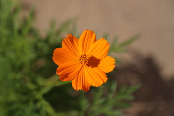 Cosmos