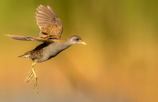 Little crake bird ( Porzana parva ) - male