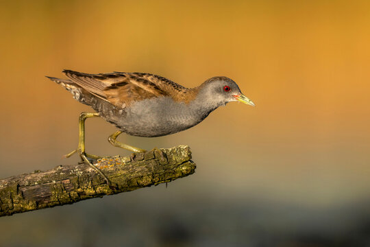 Little crake bird ( Porzana parva ) - male