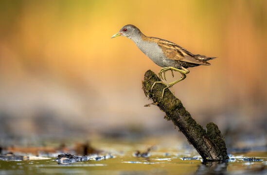 Little crake bird ( Porzana parva ) - male