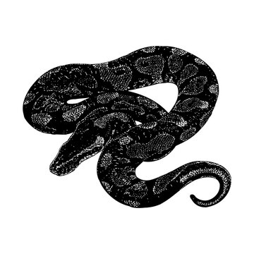Yellow Belly Ball Python hand drawing vector isolated on background.