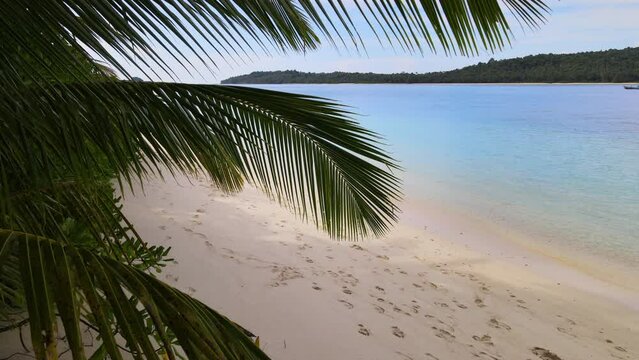 Close up of palm tree leaf on paradise tropical beach in Mentawai Island, Indonesia, travel destination