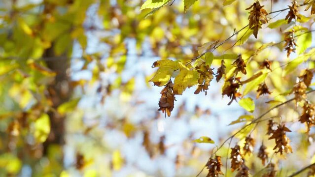 Yellow and drying brown leaves on tree twigs in autumn sunlight.