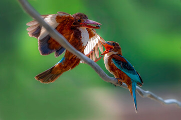 pair of white throat kingfisher, The white-throated kingfisher also known as the white-breasted...