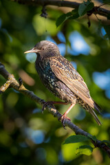 European Starling on tree in Nanaimo on Vancouver Island