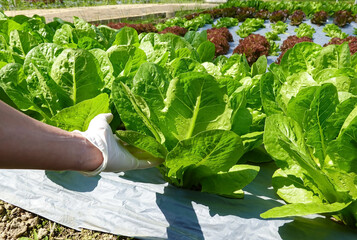 Man hand with fresh green Cos lettuce salad leaves in the garden