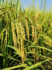 Beutiful rice riped in Viet Nam