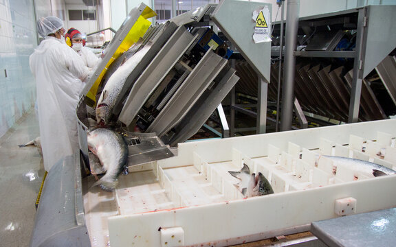linea de proceso primario salmones 