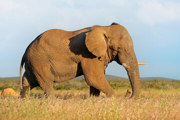 Fototapeta na wymiar Large African elephant bull (Loxodonta africana), Etosha National Park, Namibia.