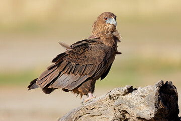 An immature bateleur eagle (Terathopius ecaudatus) perched on a tree stump, Kalahari desert, South Africa.
