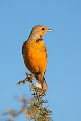 A Cape longclaw (Macronyx capensis) perched on a branch against a blue sky, South Africa.