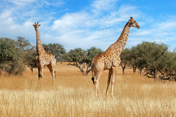 Two giraffes (Giraffa camelopardalis) standing in natural habitat, South Africa.