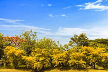 Scenic view of the park autumn and a cloudy blue sky background. Beautiful park autumn
