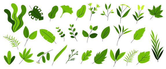 Leaves & Herbs 1