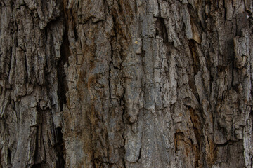 bark of a tree