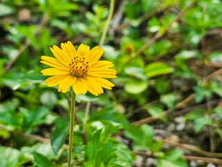 Close-up of yellow flowers, Yellow Daisies with thin petals on a blurred background of green summer meadow, Heliopsis helianthoides