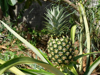 Young pineapple fruit on tree plant with natural green background, Tasty tropical fruit on the farmland