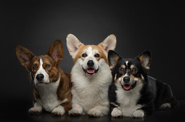Three dogs of the same breed of different colors on a black background. Welsh corgi pembroke and cardigan. 