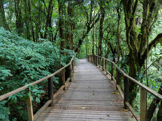 Pathway of a journey jungle in Doi inthanon national park Chiang mai Thailand