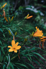 summer flowers in tokyo,japan