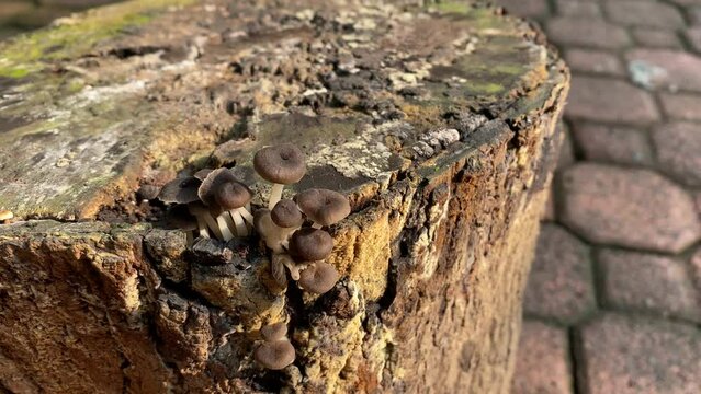 Mushroom fungi  on tree trunk.mushrooms  growing on a tree trunk