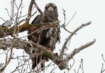 Young Eagle