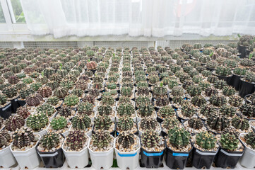 Group of Gymnocalycium cactus collecting in greenhouse.