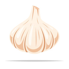 Whole garlic bulb vector isolated illustration