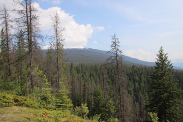 pine forest in the mountains