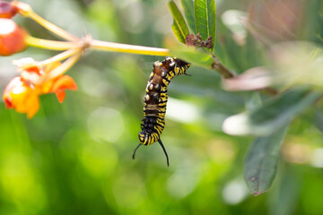 A view of a monarch caterpillar hanging from a milkweed stem.