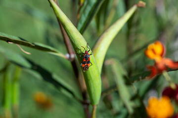 A view of a red milkweed beetle.